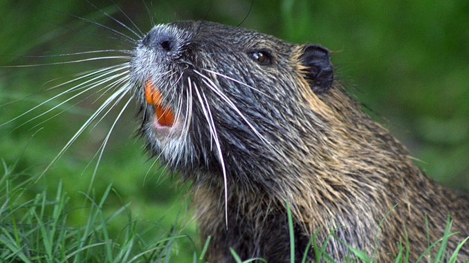 Police Apprehend Angry Beaver In Barrie, Ontario