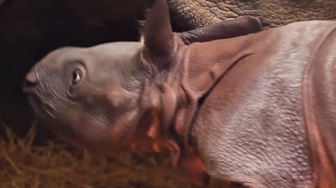 Rhino Calf Is Toronto Zoo’s First Newborn Animal Of 2018